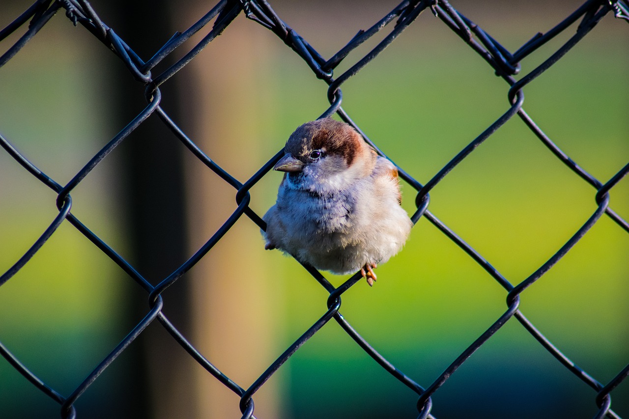 bird, fence, green-3030142.jpg